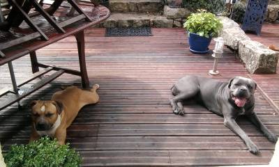 Dolce Gabbana - Cane Corso (2 ans)
