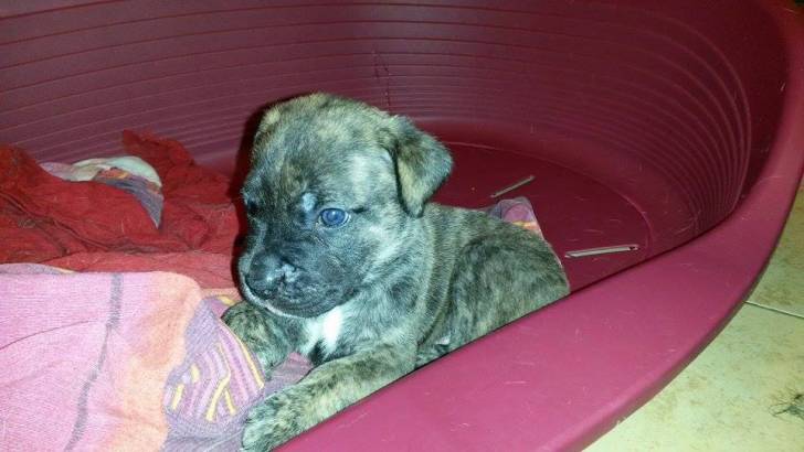Luntt - Cane Corso Mâle (1 mois)