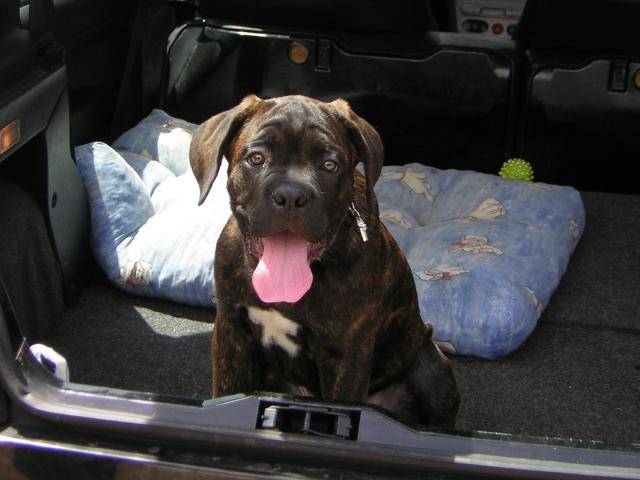 boss cane corso - Cane Corso