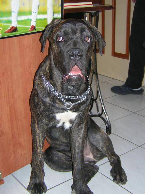 boss cane corso 6 mois - Cane Corso (6 mois)
