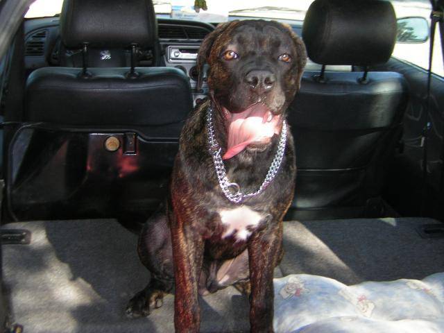 cane corso "BOSS" - Cane Corso