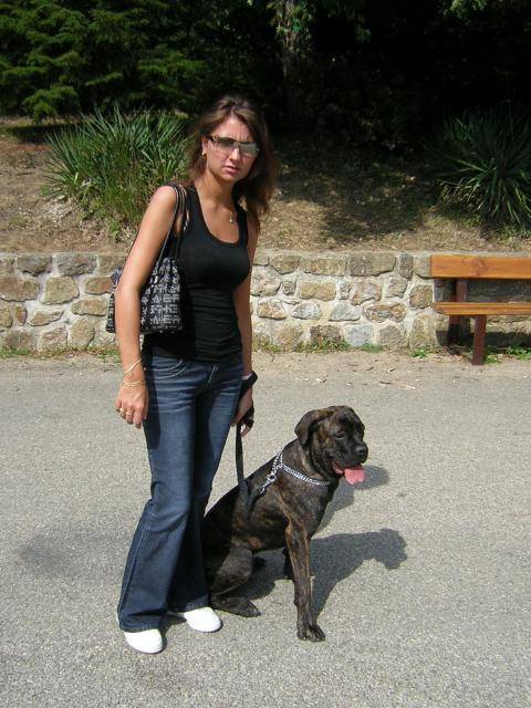 boss cane corso 7 mois - Cane Corso (7 mois)