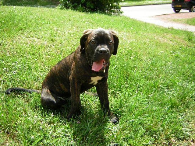 cane corso "BOSS" - Cane Corso