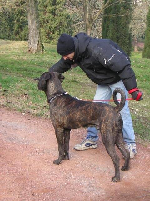 boss cane corso 11 mois - Cane Corso (11 mois)