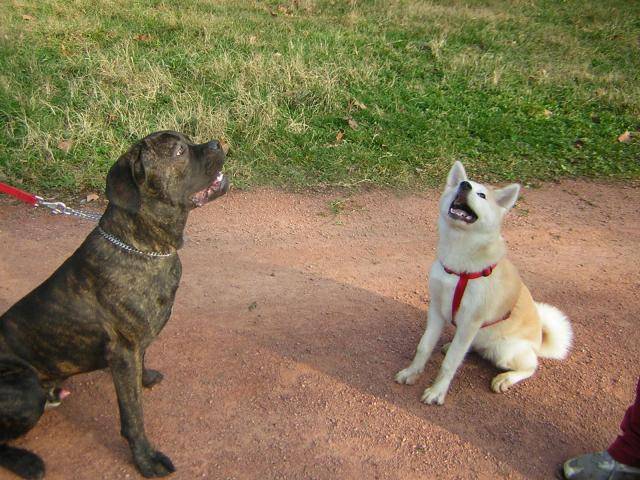 boss cane corso 11 mois - Cane Corso (11 mois)