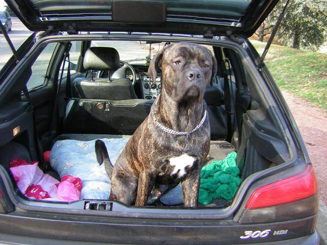 Boss cane corso - Cane Corso