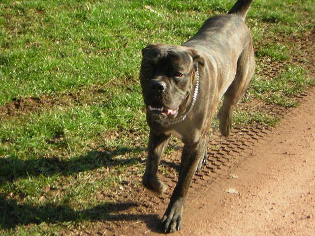 Boss cane corso - Cane Corso