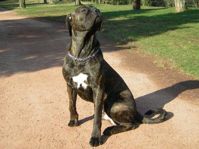 Boss cane corso 11 mois - Cane Corso (11 mois)