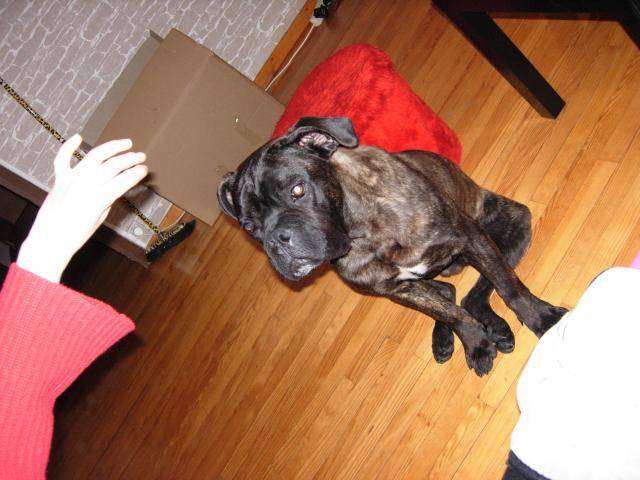 cane corso baxter - Cane Corso