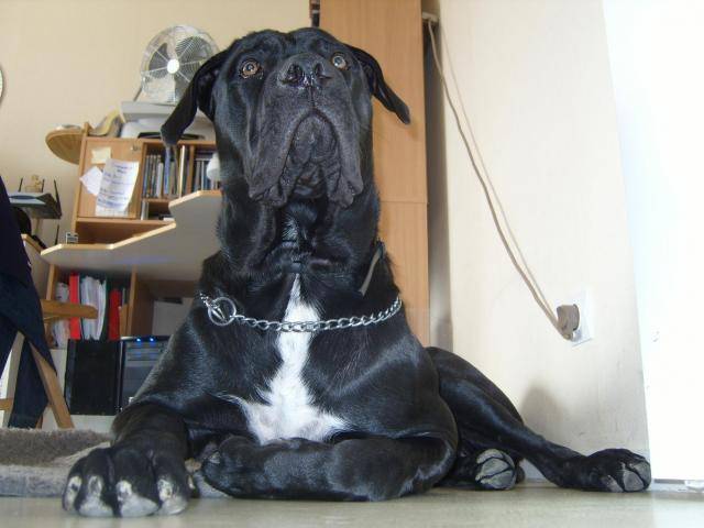 Cané Corso, Cronos - Cane Corso