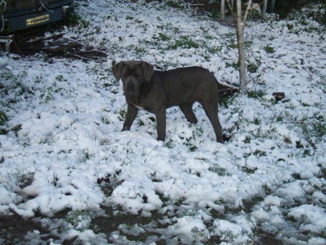 bagherra ma cane corso - Cane Corso
