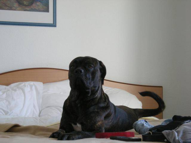BOSS cane corso 20 mois - Cane Corso (1 an et 8 mois)