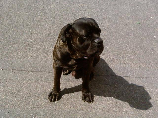 altobello cane corso - Cane Corso
