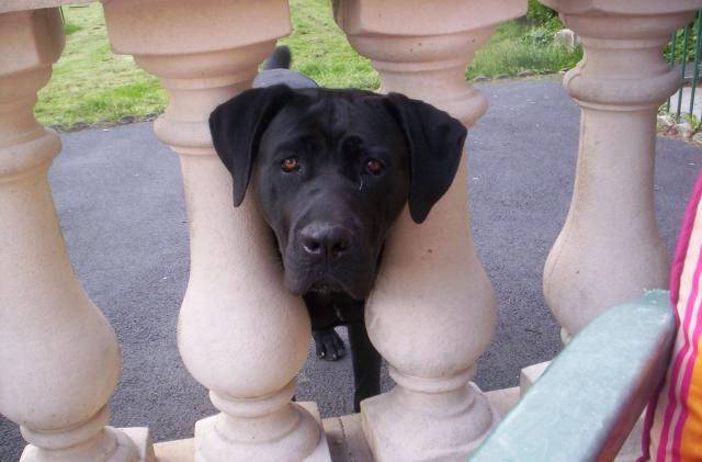 borka cane corso - Cane Corso