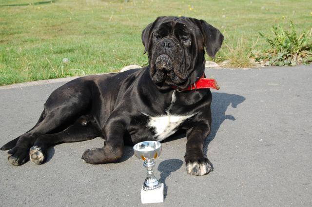 cane corso cerbere - Cane Corso