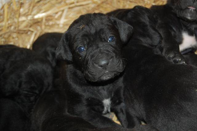 cane corso borka - Cane Corso