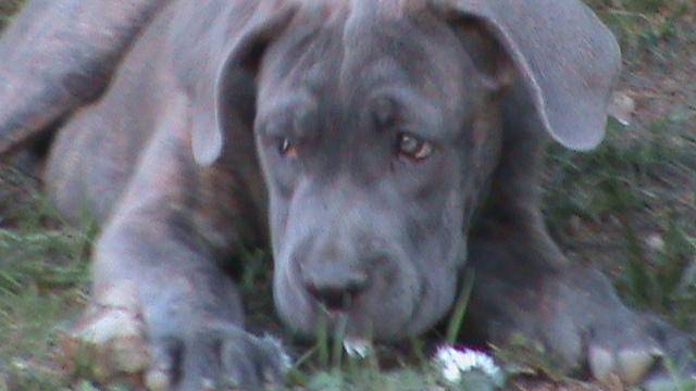 cane corso élevage - Cane Corso