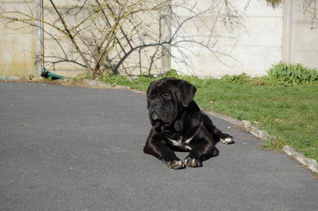 cerbere cane corso - Cane Corso