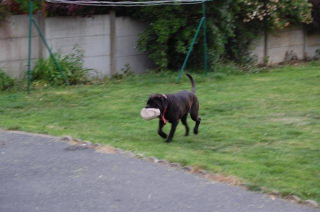 cane corso cerbere - Cane Corso