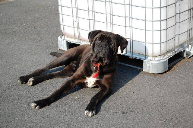 cerbere cane corso - Cane Corso