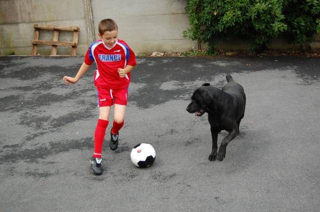 cane corso borka - Cane Corso