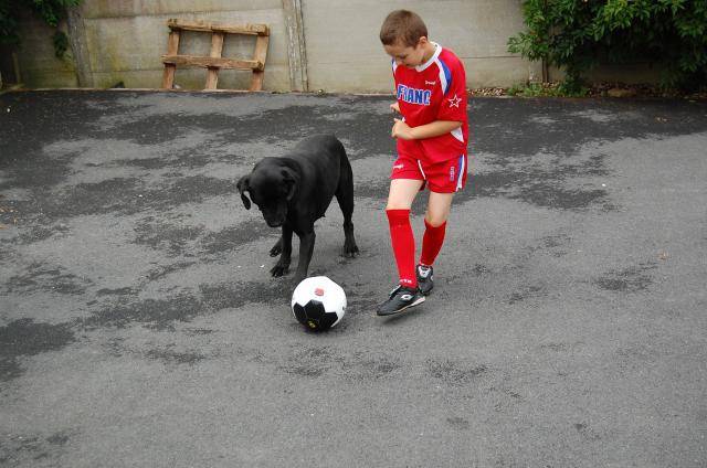 cane corso borka - Cane Corso