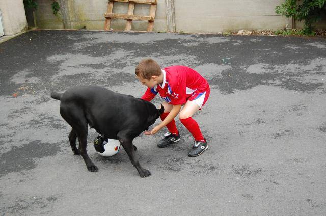 cane corso borka - Cane Corso