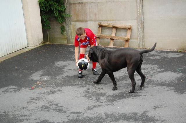 cerbere cane corso - Cane Corso