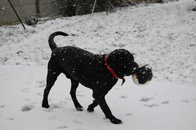 cane corso cerbere - Cane Corso