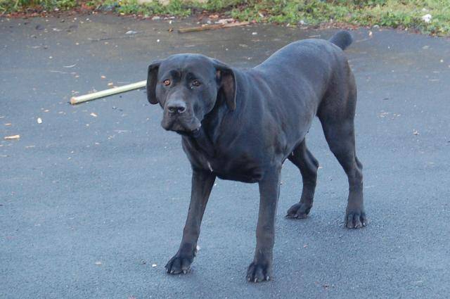 borka cane corso - Cane Corso