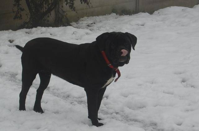 cane corso cerbere - Cane Corso
