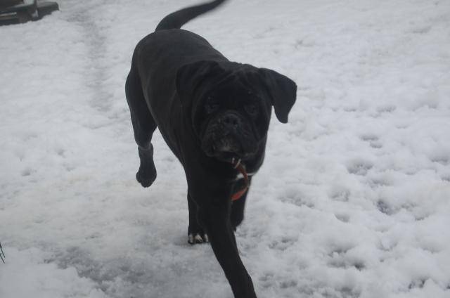 cane corso cerbere - Cane Corso