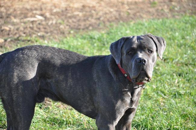 Flash Cane corso 10 mois - Cane Corso (10 mois)