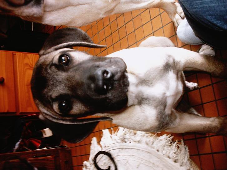 Goliath mon cane corso de 5 mois - Cane Corso (5 mois)