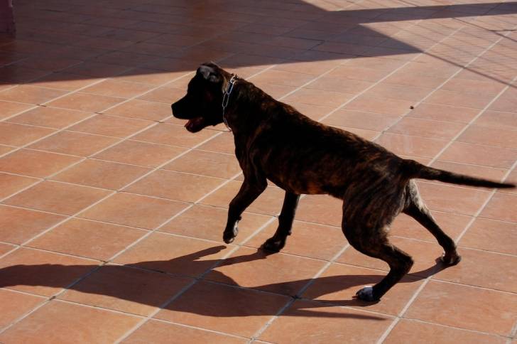 Photo Cane Corso