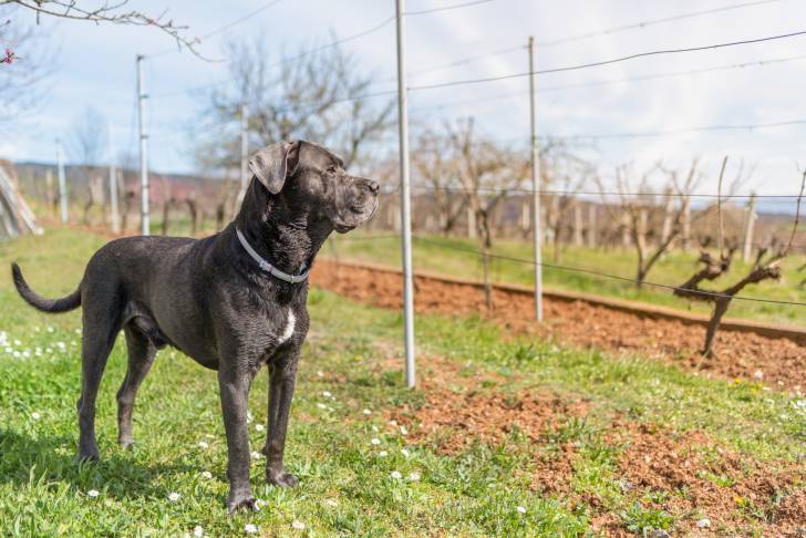 Un Cane Corso noir regardant des vignes