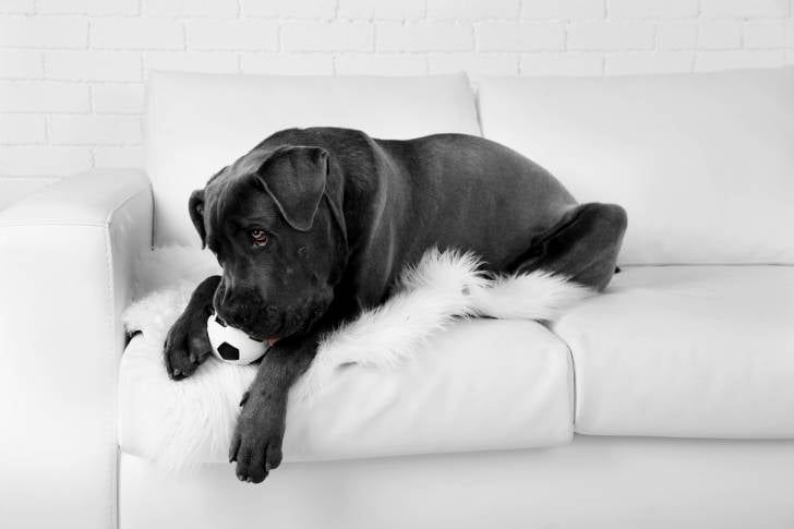 Un Cane Corso allongé sur un canapé blanc