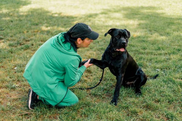 Un Cane Corso donnant la patte à son propriétaire qui est accroupi sur l'herbe
