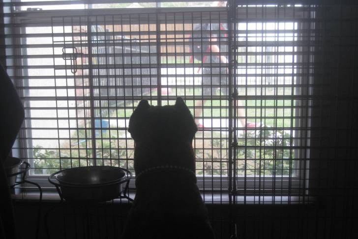 Cane Corso assis dans une maison et regardant son propriétaire à travers une fenêtre