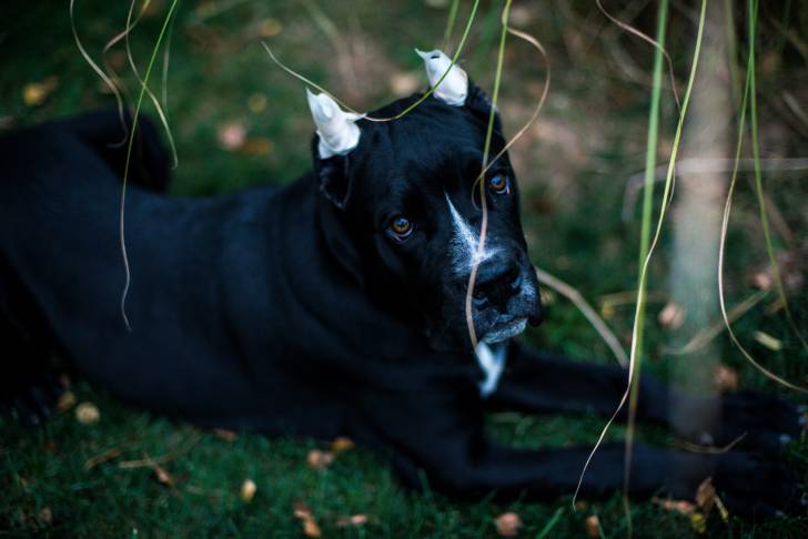 Cane Corso noir allongé sur l'herbe avec des bandages sur les oreilles