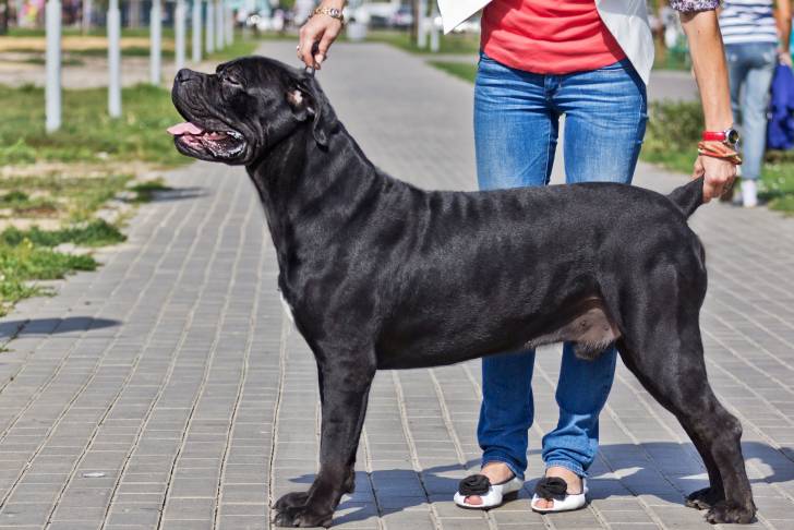 Un Cane Corso noir posant devant une handler