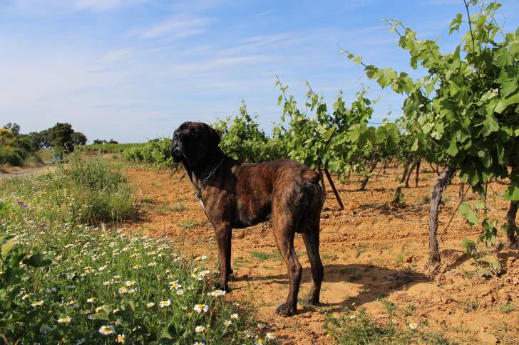 Cane Corso marchant dans des vignes