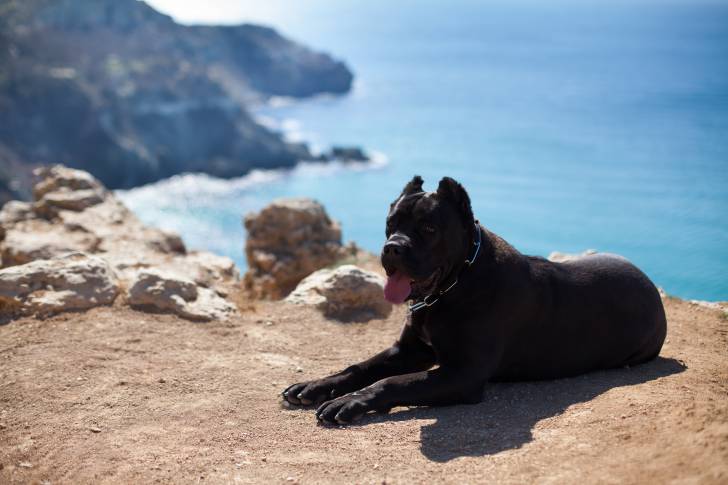 Un Cane Corso noir allongé sur une falaise au bord de la mer 