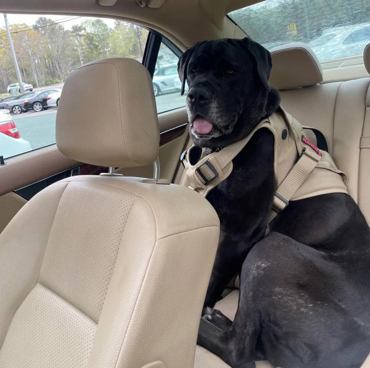 Un Cane Corso assis sur la banquette arrière d'une voiture et portant un harnais 
