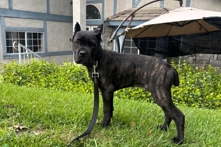 Un Cane Corso sur une surface herbacée et qui est tenu en laisse 