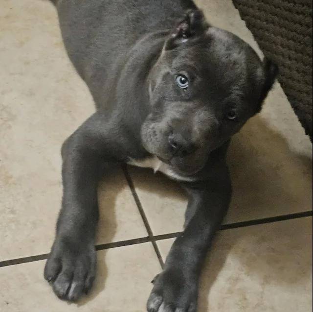 Un Cane Corso allongé sur un sol carrelé et regardant vers la caméra 