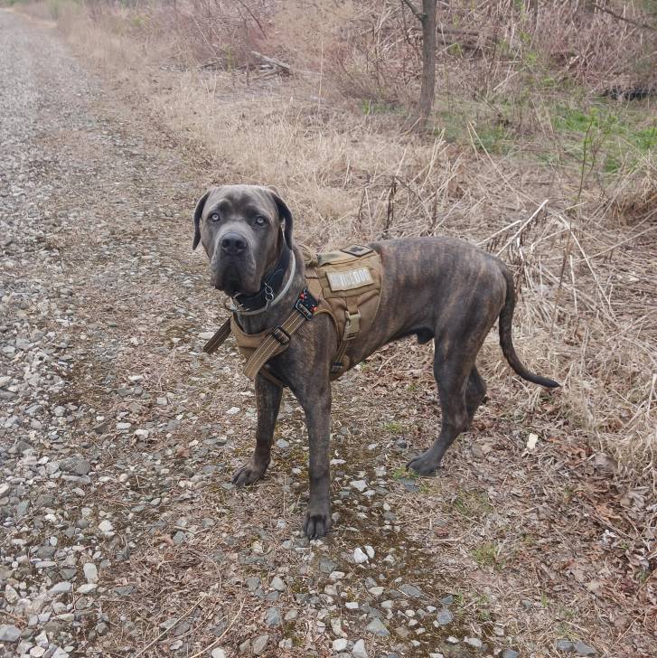 Un Cane Corso sur une surface herbacée et portant un harnais