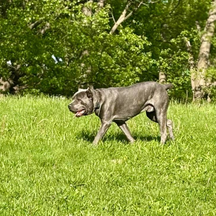 Un Cane Corso marchant sur une surface gazonnée 