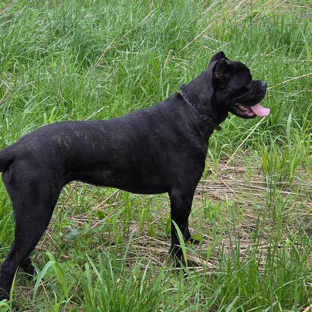 Un Cane Corso sur un terrain herbeux et portant un collier autour du cou
