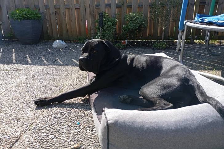 Un Cane Corso allongé sur un lit pour chien 